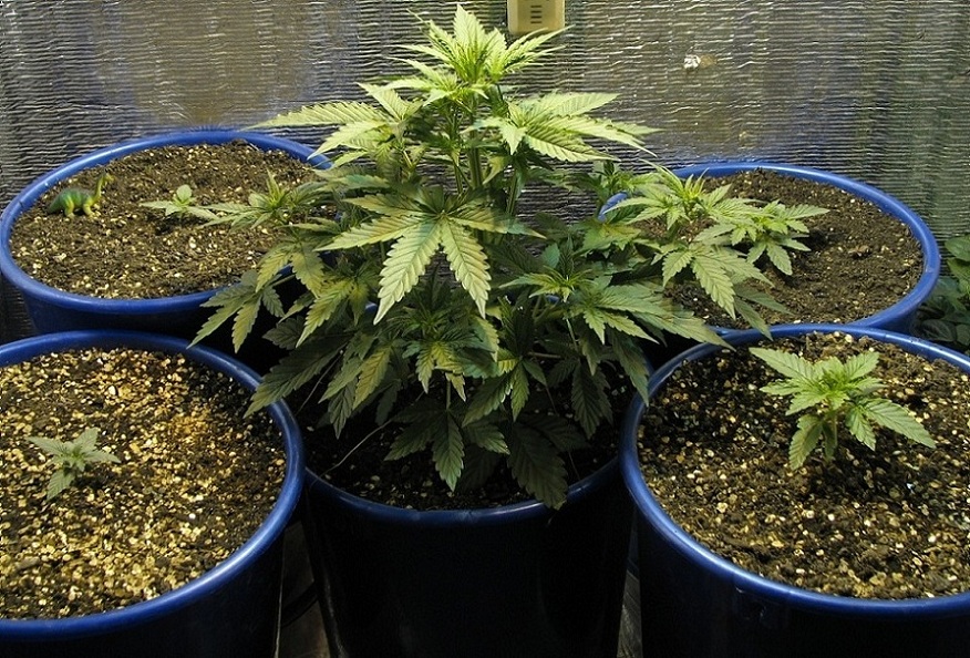 Выращивание конопли дома закон ук рф 231 марихуана