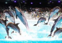 Украинцы попросили Порошенко закрыть все дельфинарии