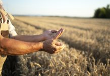 Фермери в Україні отримають допомогу від держави: рішення Уряду