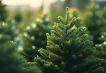 Яка відповідальність настає за самовільну вирубку ялинок в Україні